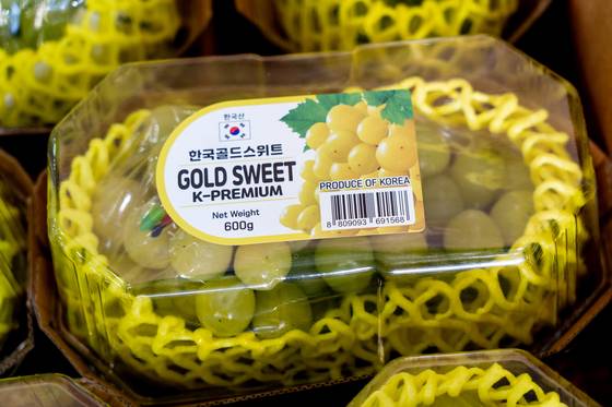 경상북도농업기술원이 개발한 신품종 포도인 골드스위트. 사진 경상북도농업기술원