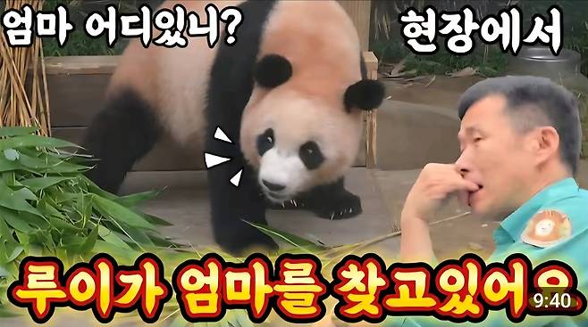 에버랜드 판다월드 16일 영상 타이틀