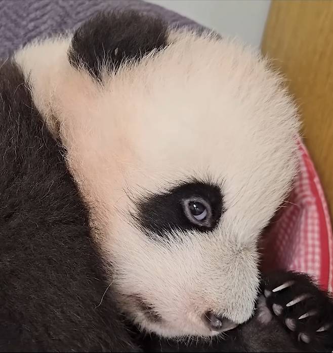 엄마와 헤어진 뒤 기분이 침체된 후이바오. 에버랜드 영상작가가 카메라를 들이대자 매섭게 노려보고 있다. 후이바오는 자체‘발광’ 판다인데, 이런 모습이 퍽 낯설다.