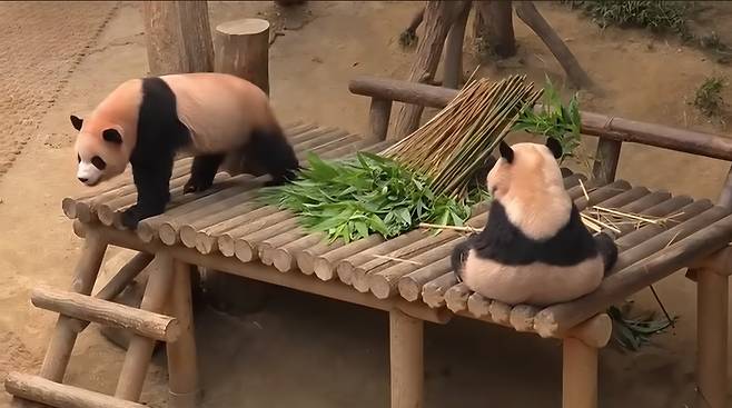 16일 쌍둥이 자매의 방사장 풍경. 후이는 일상을 찾는 듯 했지만, 루이는 엄마를 찾아 계속 두리번 거렸다.