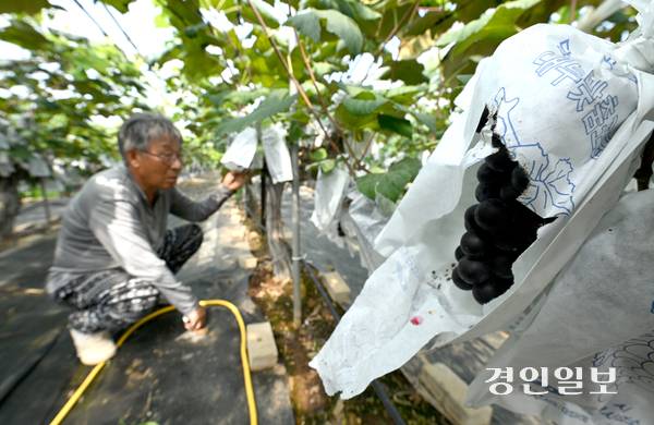 18일 오후 안산시 단원구 대부북동의 한 포도농가에서 농부가 포도의 상태를 살펴보고 있다. 2025.8.18 /최은성기자 ces7198@kyeongin.com
