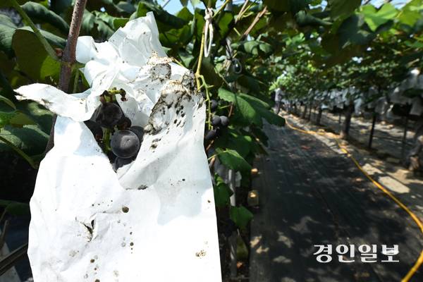 안산시 대부도의 포도농가들이 수확을 앞두고 있지만, 까치떼가 포도를 쪼아 먹어 농가의 피해가 커지고 있는 실정이다. 사진은 18일 오후 안산시 단원구 대부북동의 한 포도농가에 포도를 감싼 종이봉투가 까치로 인해 찢겨진 모습. 2025.8.18 /최은성기자 ces7198@kyeongin.com