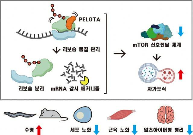 KAIST 연구진이 필로타 단백질 작동 원리를 규명한 기본 흐름도.(그림=KAIST)