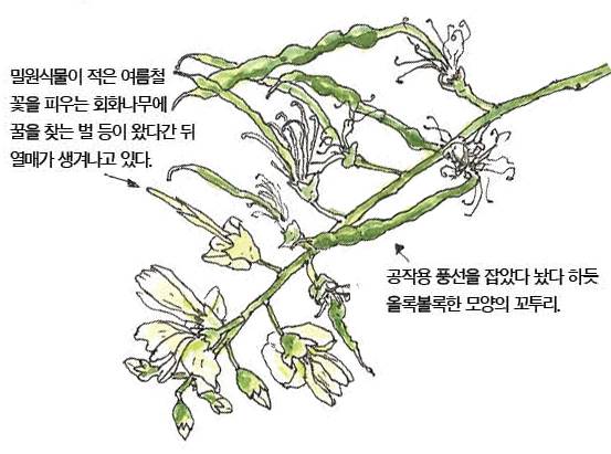 우리 주변 식물들의 비밀 이야기 65 회화나무