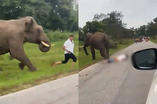 코끼리와 사진을 찍으려던 관광객이 흥분한 코끼리에게 밟혀 다치는 사고가 발생했다./사진=인스타그램