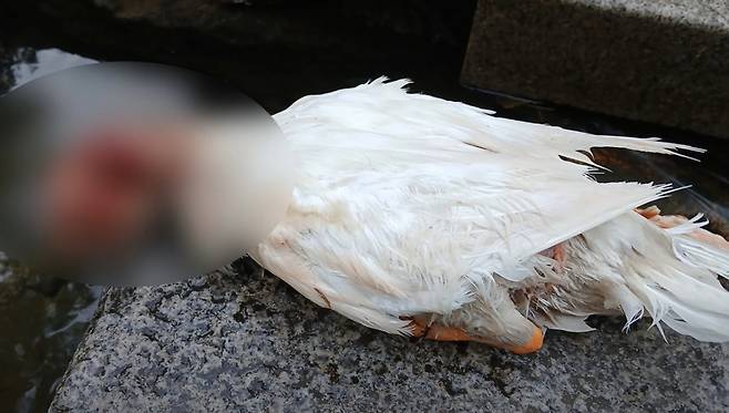 지난 16일 새벽 5시쯤 죽은 채 발견된 삼성천 오리 가족 중 한 마리인 이순이의 모습/사진=유튜브 오리엄마
