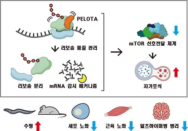 RNA 조절로 노화속도 조절 모식도.[KAIST 제공]