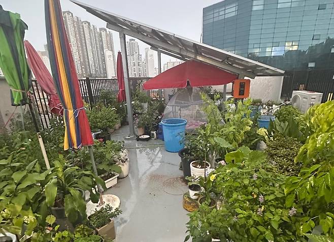 다세대주택의 공용 공간인 옥상을 화분으로 가득 채운 입주민 때문에 고통받고 있다는 사연이 전해졌다. [보배드림]