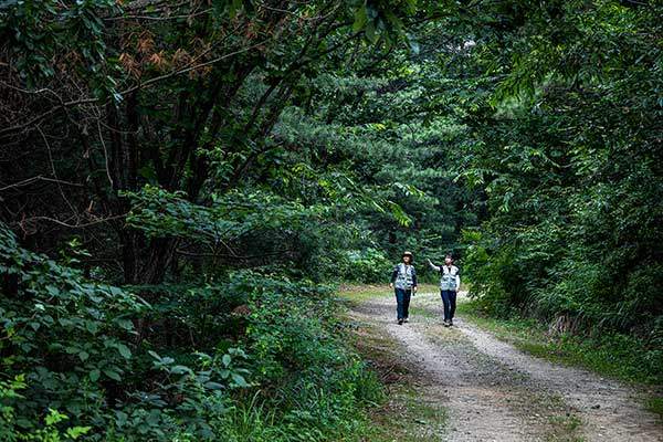 임도를 따라 걸으며 낙엽송을 관찰하는 안유주, 이연재 주무관.