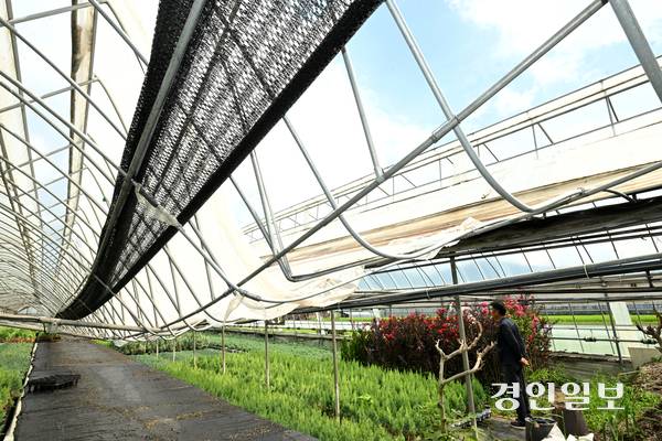 19일 오후 용인시 처인구 남사읍의 한 화훼단지에 지난해 기록적인 폭설로 인해 무너진 비닐하우스가 복구 되지 않은 채 방치되고 있다. 2025.8.19 /최은성기자 ces7198@kyeongin.com