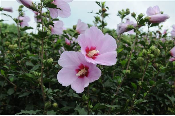 (무궁화 품종 '칠보')