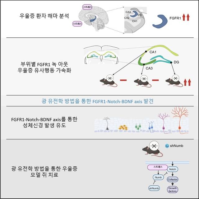 우울증을 분자 수준에서 규명한 기전과 광유전학 기술을 활용한 항우울 효과 개선 개념도. KAIST 제공
