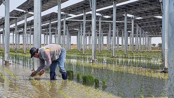 지난 5월 전남 영광 월평마을의 한 주민이 영농형태양광 설비를 갖춘 뒤 첫 모내기를 하고 있다. 영광=정은혜 기자