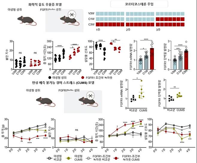 두 가지 우울증 모델을 활용하여 야생형 생쥐와 FGFR1 조건부 녹아웃 생쥐를 가지고 우울 증상을 확인하였다. 야생형 생쥐에 스트레스를 준 두 모델 모두 DG에 FGFR1의 발현이 유의미하게 증가하였고, 우울 유사 행동 증가가 관찰되었다. 또한 FGFR1 조건부 녹아웃 생쥐를 가지고 실험을 진행했을 때, 야생형 대비 스트레스에 더 취약하여 더 빠르게 우울 행동을 나타내었으며, 행동 지표 전반에서 더 높은 민감도를 보였다. KAIST