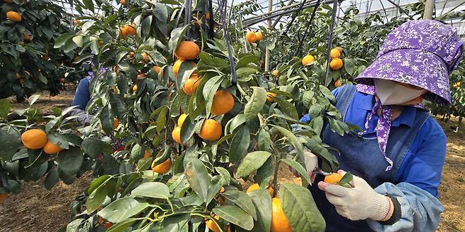 4월 16일 오전 제주 서귀포시 남원읍 위미리에 있는 강시록 씨의 비닐하우스에서 여성 일꾼들이 카라향을 수확하고 있다. [연합뉴스]