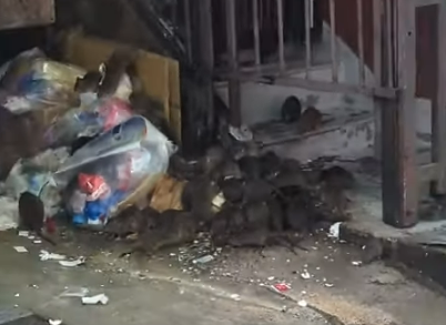 일본 도쿄 한 거리에 쥐 떼가 몰려 있다.[X(구 트위터) 갈무리]