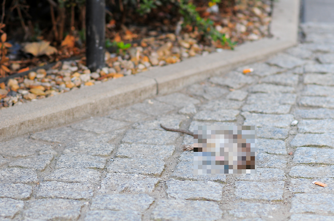 길거리에서 발견된 쥐 사체.[게티이미지뱅크]