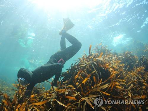 제주 해녀의 독도 물질 시연 장면. 기사 내용과 관련 없음 [제주도 제공]