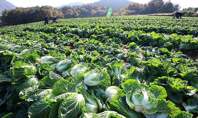 폭염과 폭우가 이어지면서 배추 가격이 가파르게 뛰어 한 포기 평균 소매가격이 7000원을 넘었다. 연합뉴스