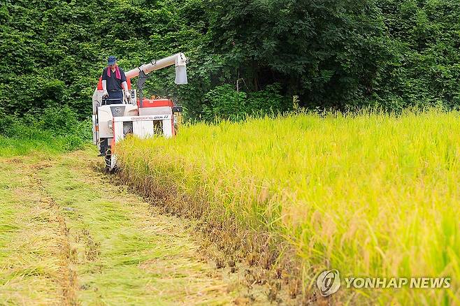 '수확의 계절'…강원 고성군, 올해 첫 벼 베기 (강원 고성=연합뉴스) 19일 강원 고성군 간성읍에 있는 함종운 농가에서 올해 첫 고성지역 벼 베기를 하고 있다. 2025.8.19 [강원 고성군 제공. 재판매 및 DB 금지] ryu@yna.co.kr