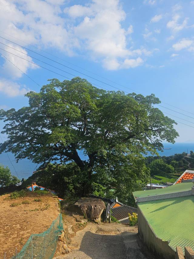 고향사랑기금으로 긴급 보호조치를 받는 남해 다랭이마을 300년 수령 이팝나무./남해군/