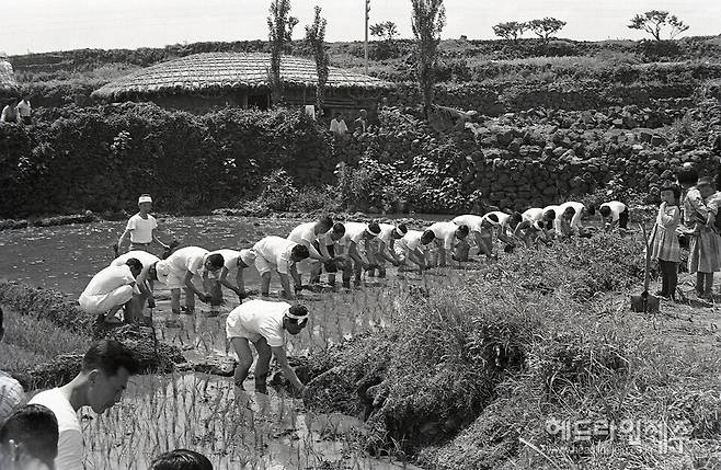 1963년6월10일 권농일 행사에서 참가자들이 모내기를 하고 있다. 사진=제주특별자치도