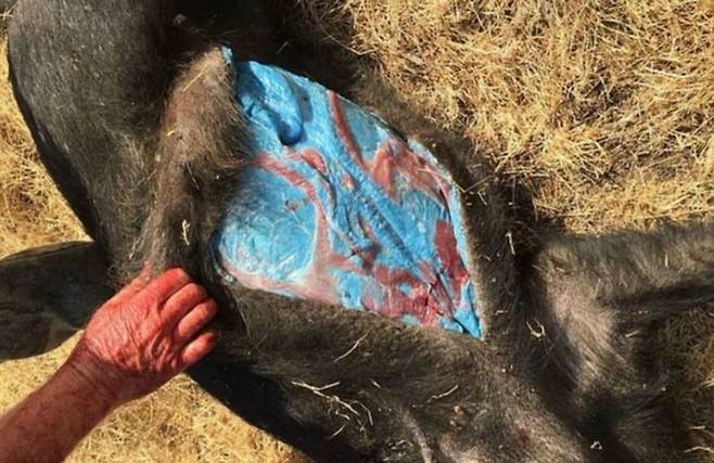 미국 캘리포니아에서 멧돼지의 살과 지방이 '형광 파란색'으로 변하는 사례가 발견되면서 당국이 비상에 걸렸다. 사진=데일리메일