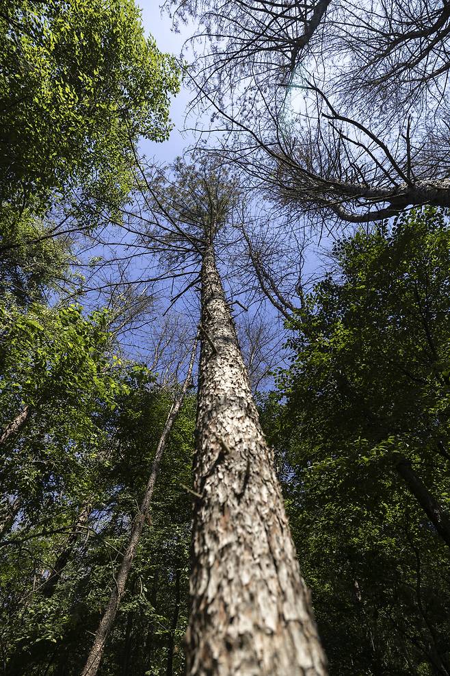 하늘을 향해 곧게 뻗었지만 이미 생명을 잃은 잣나무. 나무 밑동은 아직 살아 있는 듯 보이나, 잎이 모두 갈색으로 변하고 가지는 앙상하게 말라붙었다. 숲 속에서 죽어가는 나무의 비극적인 단면이다.