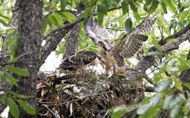 ▲ 양양생태사진연구회가 백두대간에서  희귀 철새인 ‘벌매’의 번식과정을 촬영해 공개했다.
