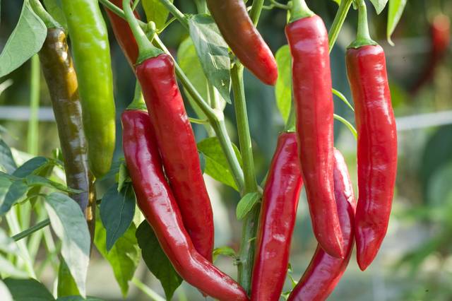 기상청에 따르면 비닐하우스에서 일하는 것이 고추밭보다 평균 체감온도가 높았다. 이미지투데이