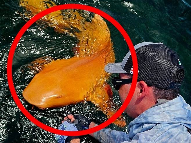 지난해 8월 코스타리카 토르투게로 국립공원 인근 해역에서 발견된 주황빛을 띠는 ‘대서양수염상어’(Nurse Shark). 코스타리카 낚시 투어 전문업체 ‘Parismina Domus Dei’ 페이스북 캡처