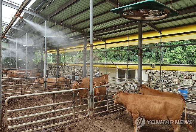 폭염…소도 더워요. [연합뉴스 자료사진]