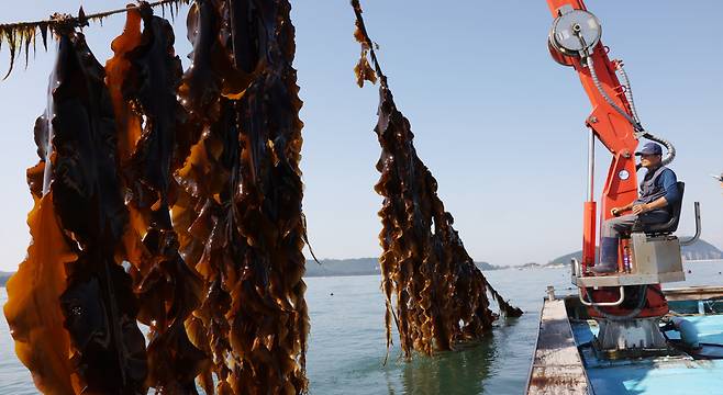 ▲ 인천 백령도 바닷속에는 과거 불로장생을 꿈꿨던 진시황제가 곁에 두고 즐겨 먹었다는 바다의 불로초가 자라고 있다. '다시마 아빠'로 불리는 장태헌(72) 선주협회장이 백령도 다시마 양식장에서 슈퍼 다시마 작업을 하고 있다. /양진수기자 photosmith@incheonilbo.com