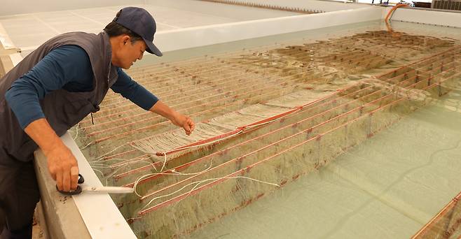 ▲ 장태헌(72) 선주협회장이 백령도 배양장에서에서 다시마 종묘 작업을 하고 있다. /양진수기자 photosmith@incheonilbo.com