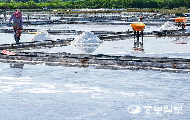 처서를 이틀 앞둔 21일 오후 안산시 단원구 동부염전에서 염부들이 연이은 폭염으로 생산량이 늘어난 천일염을 수확하며 구슬땀을 흘리고 있다. 임채운기자