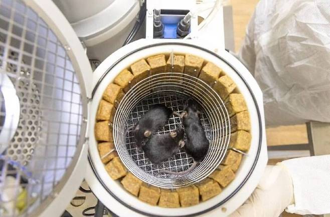 비온-엠 2호 위성에 실린 실험용 생쥐. 캡슐 하나에 3마리씩 들어 있다. 로스코스모스 제공