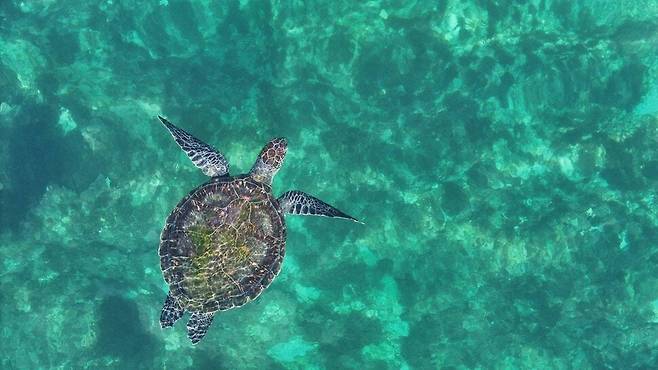 지난 20일 제주시 구좌읍 김녕리 앞바다에서 유영하는 암컷 푸른바다거북. 다큐제주 제공