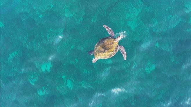 지난 19일 제주시 구좌읍 하도리에서 포착된 암컷 푸른바다거북. 다큐제주 제공