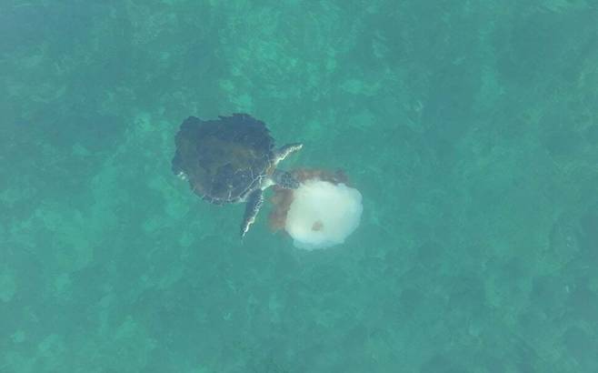 해파리 먹는 푸른바다거북. 다큐제주