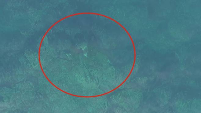 짝짓기를 시도하는 듯한 푸른바다거북 (사진, 다큐제주·제주대학교 고래·해양생물보전연구센터)