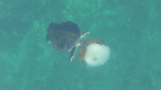 사냥한 해파리를 먹고 있는 푸른바다거북 (사진, 다큐제주·제주대학교 고래·해양생물보전연구센터)