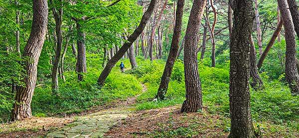 백운사 오솔길. 소나무들이 춤을 추는 초록 세상.