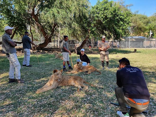 카젤라 파크 대표 액티비티 사자 만지기 체험. 사진체험|팜투어