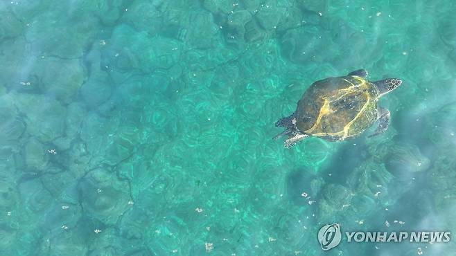 제주 하도리 푸른바다거북 [다큐제주, 제주대학교 고래·해양생물보전연구센터 제공. 재판매 및 DB 금지]