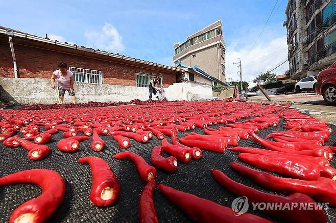 도심에 찾아드는 가을 (인천=연합뉴스) 임순석 기자 = 절기상 날씨가 선선해진다는 처서(處暑)를 사흘 앞둔 20일 인천 동구 화수동 주택가에서 주민이 무더위 속에 고추를 말리고 있다. 2025.8.20 soonseok02@yna.co.kr