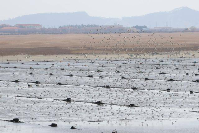 생태적 보전 가치가 높은 수라갯벌의 모습. 서울환경운동연합 제공