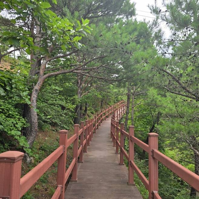 응봉의 편안한 등산로