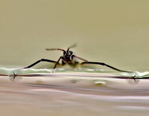 라고벨리아 다리 끝의 미세 부채꼴 구조 라고벨리아는 다리가 물속에 들어가면 끝의 부채꼴 구조가 물의 표면장력과 탄성으로 인해 0.01초 이내에 스스로 펼쳐져 빠른 물살에서도 민첩하게 움직일 수 있는 추진력을 생성할 수 있다. [Victor Ortega-Jimenez 제공. 재판매 및 DB 금지]