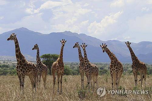 북부 기린 무리의 모습 [AP=연합뉴스. IUCN 제공. 재판매 및 DB 금지]