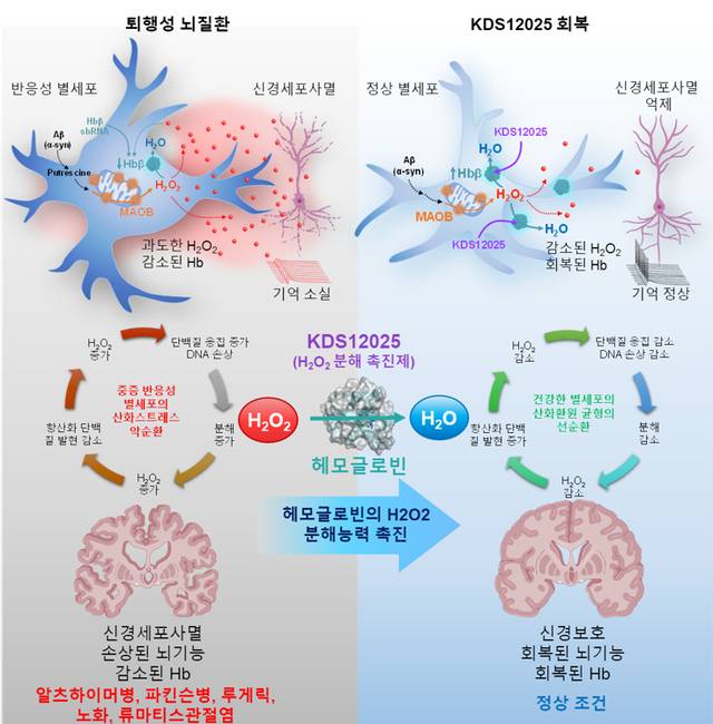 헤모글로빈의 항산화 활성을 높이는 저분자 화합물 ‘KDS 12025’ 작용기전. IBS 제공